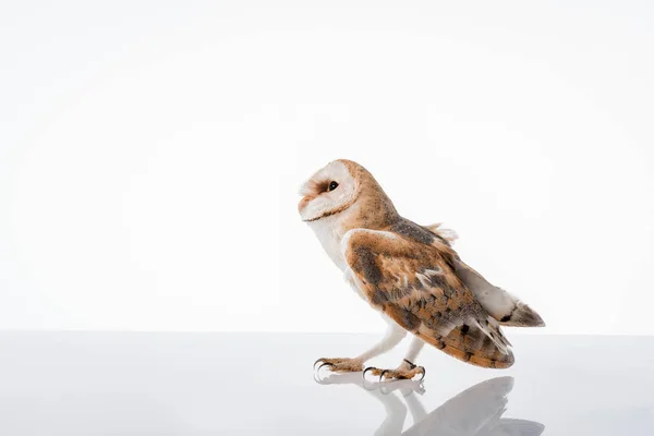 Side View Beautiful Wild Barn Owl Isolated White Copy Space — Stock Photo, Image