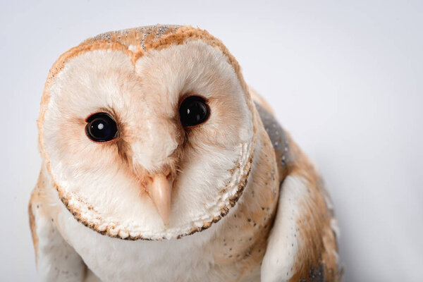 close up view of beautiful wild barn owl muzzle isolated on white