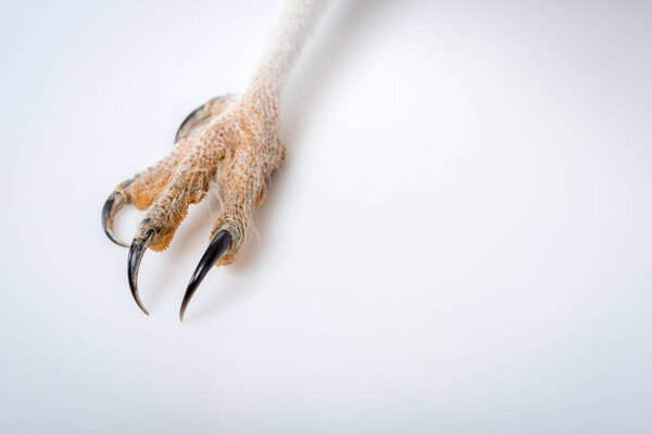 close up view of wild barn owl claws isolated on white with copy space