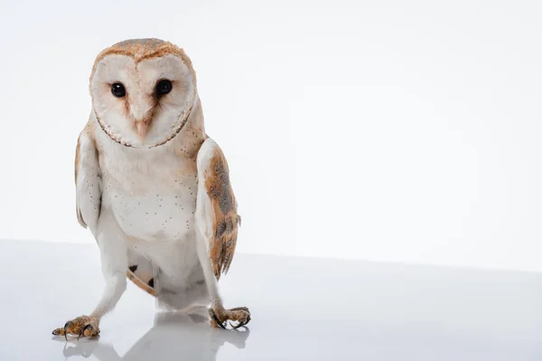 Mooie Wilde Schuur Uil Geïsoleerd Wit Met Kopieerruimte — Stockfoto