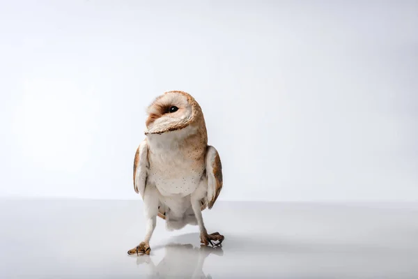 Beautiful Wild Barn Owl Isolated White — Stock Photo, Image