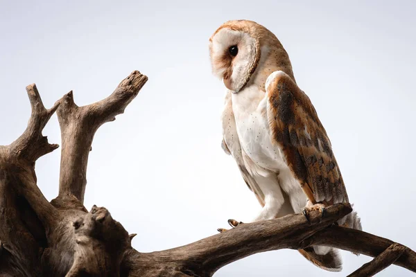 Cute Wild Barn Owl Wooden Branch White — Stock Photo, Image