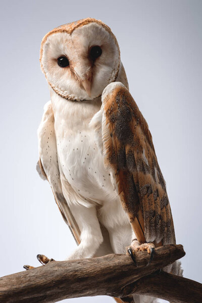 cute wild barn owl on wooden branch on grey background