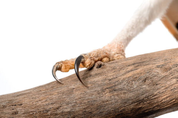 close up view of wild barn owl claws on wooden branch isolated on white