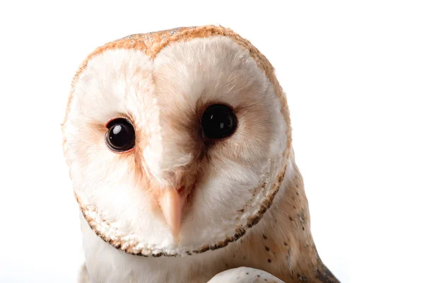 Cute Wild Barn Owl Muzzle Isolated White — Stock Photo, Image