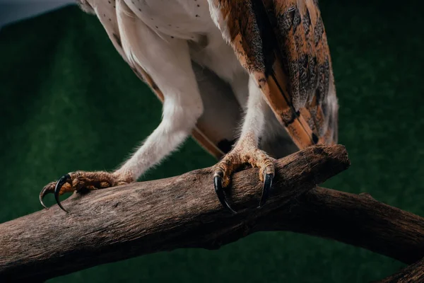 Close Zicht Wilde Schuur Uil Klauwen Houten Tak Groene Achtergrond — Stockfoto