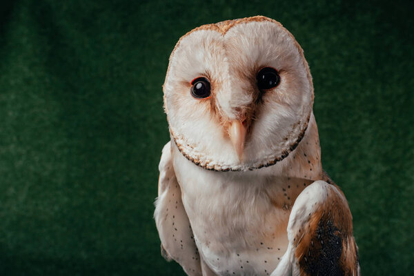 cute wild barn owl on green background