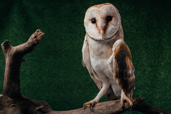 cute wild barn owl on wooden branch on green background