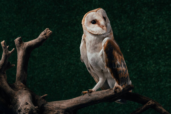 Cute wild barn owl on wooden branch on dark background