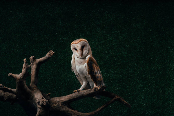 Cute wild barn owl on wooden branch on dark background