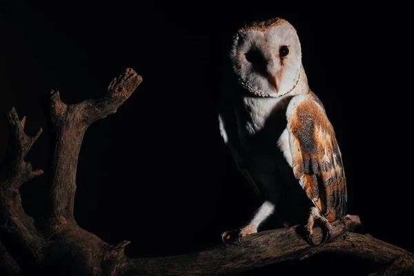 Schattig Wild Schuur Uil Houten Tak Het Donker Geïsoleerd Zwart — Stockfoto