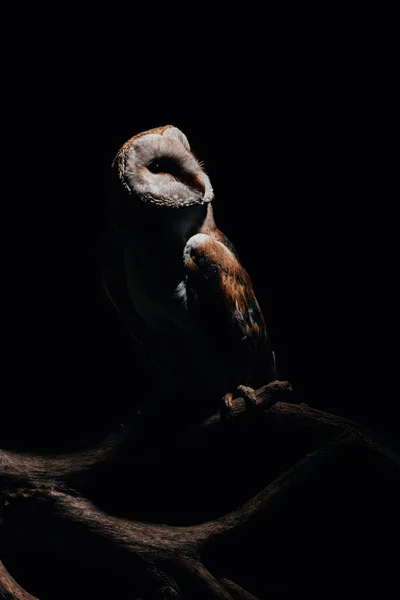 Cute Wild Barn Owl Wooden Branch Dark Isolated Black — Stock Photo, Image