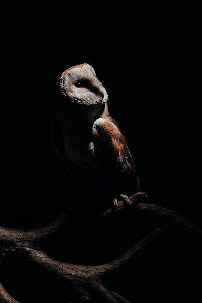 cute wild barn owl on wooden branch in dark isolated on black