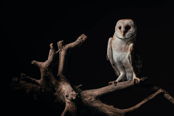 cute wild barn owl on wooden branch isolated on black