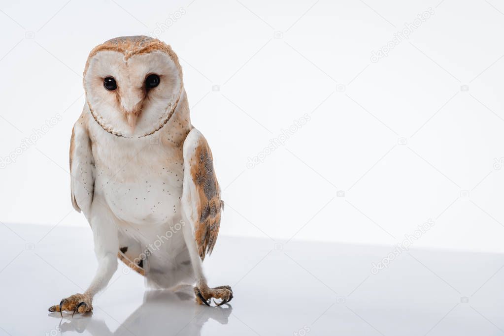 beautiful wild barn owl isolated on white with copy space