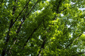 Zelené listy na větvích stromů v létě