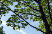 Blick auf Ahorngrüne Blätter mit blauem Himmel im Hintergrund