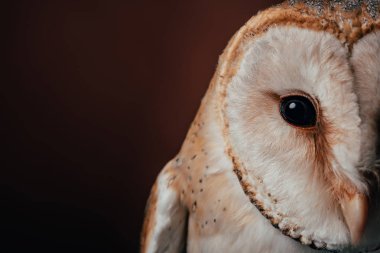 Koyu arkaplanda şirin, vahşi baykuş başı manzarası.