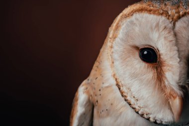 cropped view of cute wild barn owl head on dark background clipart