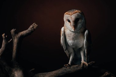 cute wild barn owl on wooden branch on dark background clipart