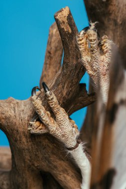 Ahşap dalda asılı yaban baykuşunun mavi üzerine yakın görüntüsü.