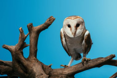 fluffy wild barn owl on wooden branch isolated on blue clipart