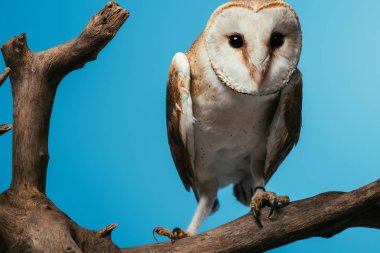 Ahşap daldaki tüylü yaban baykuşu mavi üzerine izole edilmiş.