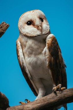 Ahşap daldaki tüylü yaban baykuşu mavi üzerine izole edilmiş.