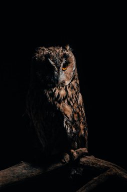 Sevimli yabani baykuş, siyah üzerine izole bir şekilde ağaçtan bir dalda oturuyor.