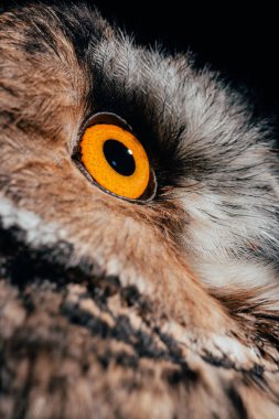close up view of wild owl eye isolated on black clipart