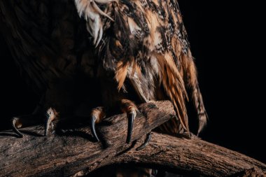 cropped view of wild owl sitting on wooden branch isolated on black clipart