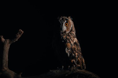Sevimli yabani baykuş, siyah üzerine izole bir şekilde ağaçtan bir dalda oturuyor.