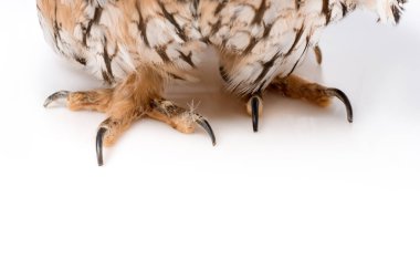 close up view of fluffy wild owl claws isolated on white with copy space clipart