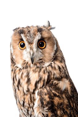 Beyaz tenli sevimli vahşi baykuş.