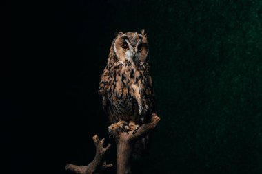 wild owl sitting in dark on wooden branch isolated on black clipart