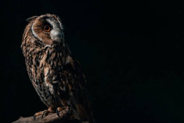 wild owl sitting in dark on wooden branch isolated on black with copy space clipart