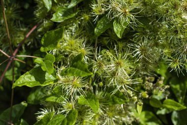 Close up view of green leaves and buds on bush clipart