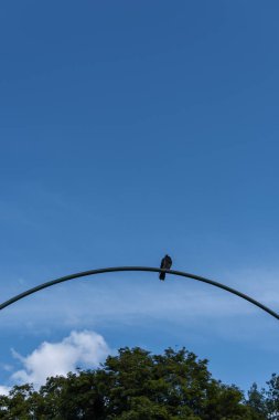Mavi gökyüzü ve arka planda ağaçlar olan güvercinin alçak açılı görüntüsü