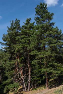 Evergreen trees in forest and blue sky at background clipart