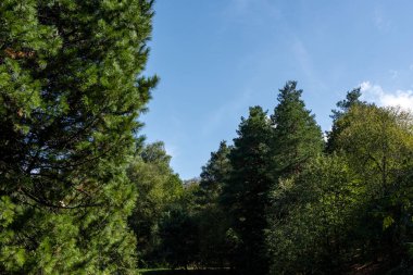 Arka planda mavi gökyüzü olan yeşil ağaçlar