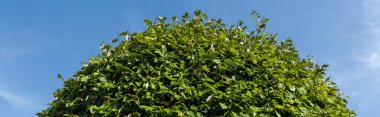 Bottom view of green bush with blue sky at background, panoramic shot clipart