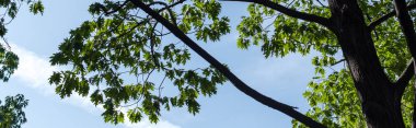 Arka planda mavi gökyüzü olan akçaağaç yeşil yapraklarının alt görünümü, panoramik çekim