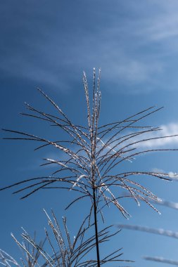 Close up view of stems of feather grass with blue sky at background clipart