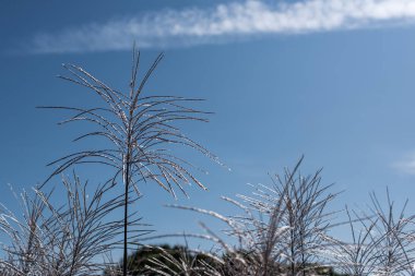 Stems of feather reed grass with blue sky at background clipart
