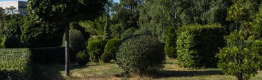 Parktaki yeşil çimlerde ağaçlar ve çalılar, panoramik çekim