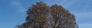Arka planda mavi gökyüzü olan sonbahar ağaçlarının panoramik görüntüsü