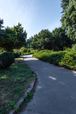 Yeşil çalılar ve parktaki ağaçlar arasındaki yürüyüş yolu