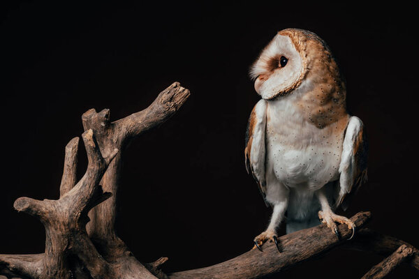 Cute wild barn owl on wooden branch isolated on black