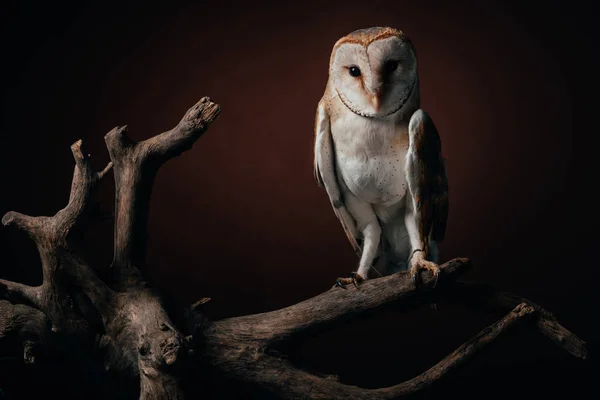 Cute Wild Barn Owl Wooden Branch Dark Background — Stock Photo, Image