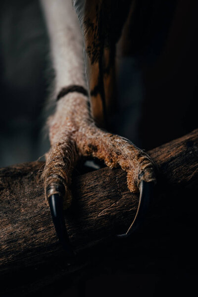 крупным планом вид когтей дикой совы на деревянной ветке
